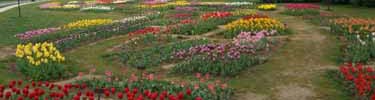 Tulip Library